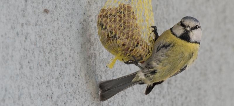 Featured image of post Hier piept’s!