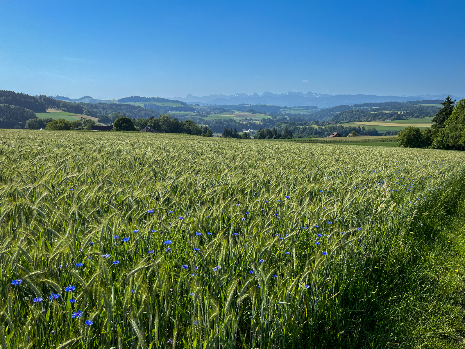 Bei Thörishaus mit Aussicht auf die Stockhorn-Kette