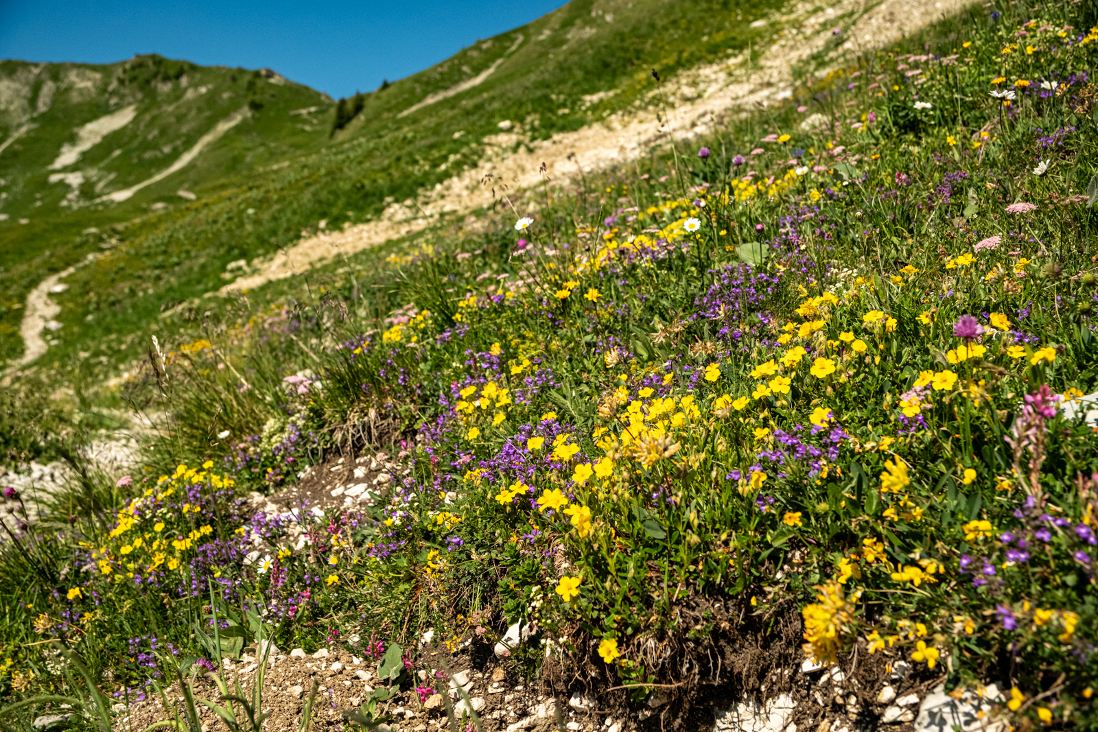 Bunte Blumen blühen